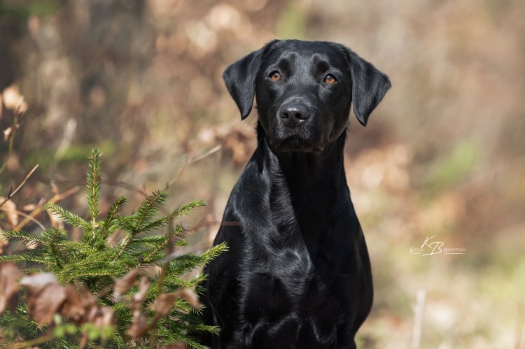 Ulvy vom Gerretsfeld
