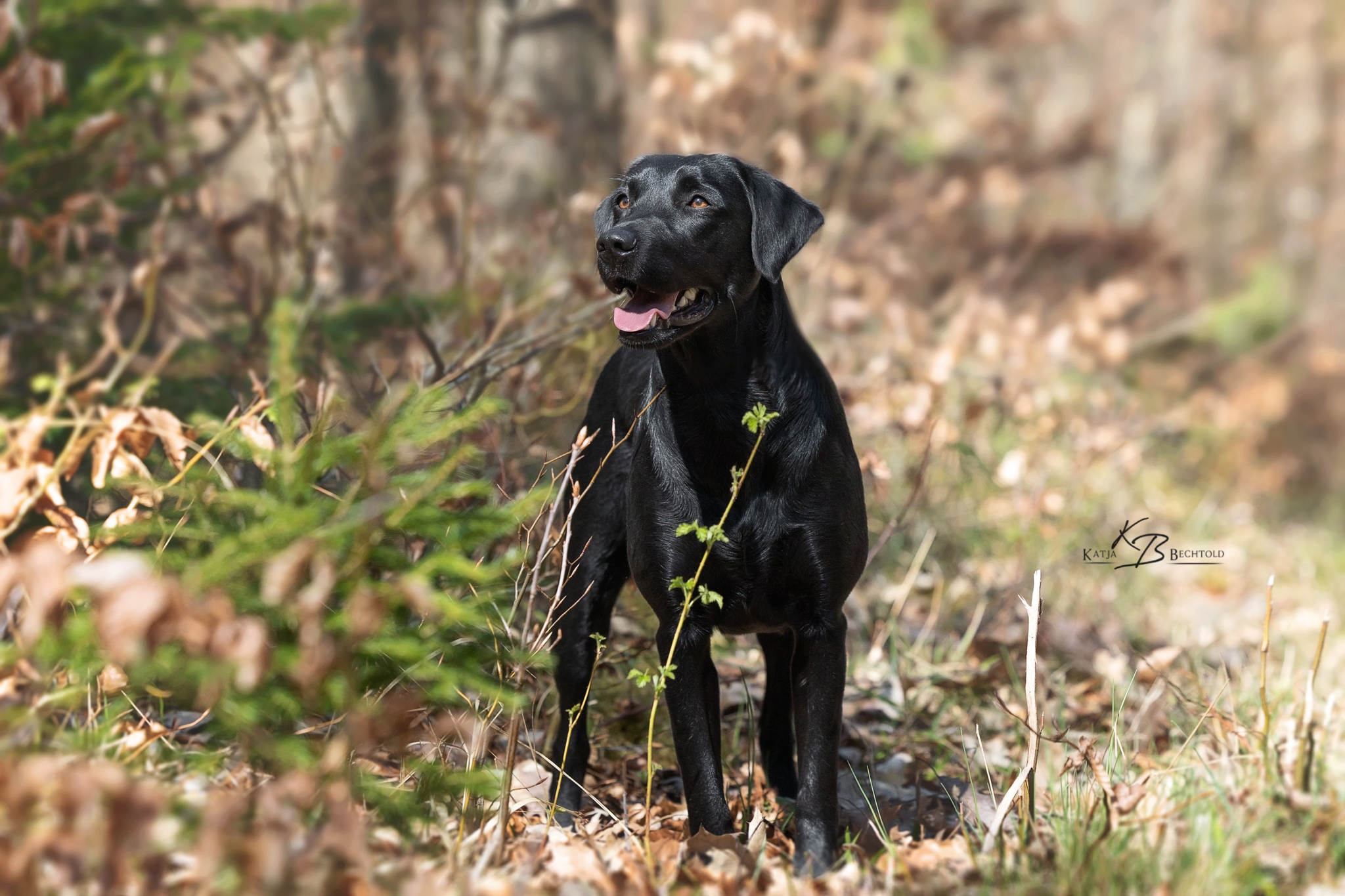 Ulvy vom Gerretsfeld (19 Monate)