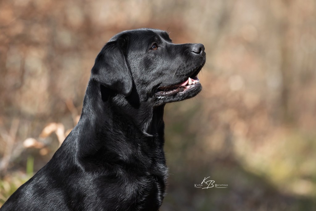 Absolute Classic Tinkerbell "Maja" (19 Monate alt)