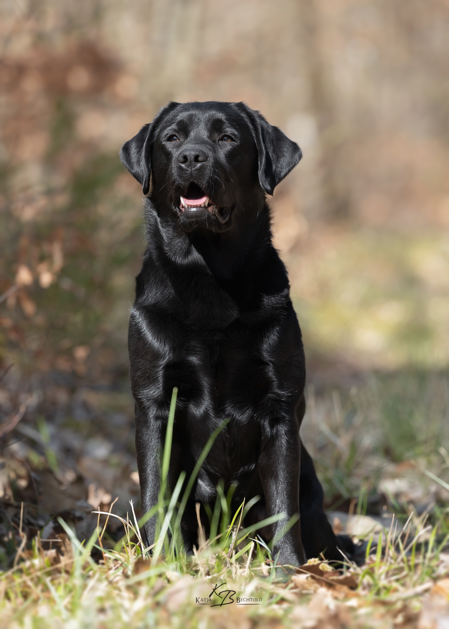 Absolute Classic Tinkerbell "Maja" (19 Monate alt)