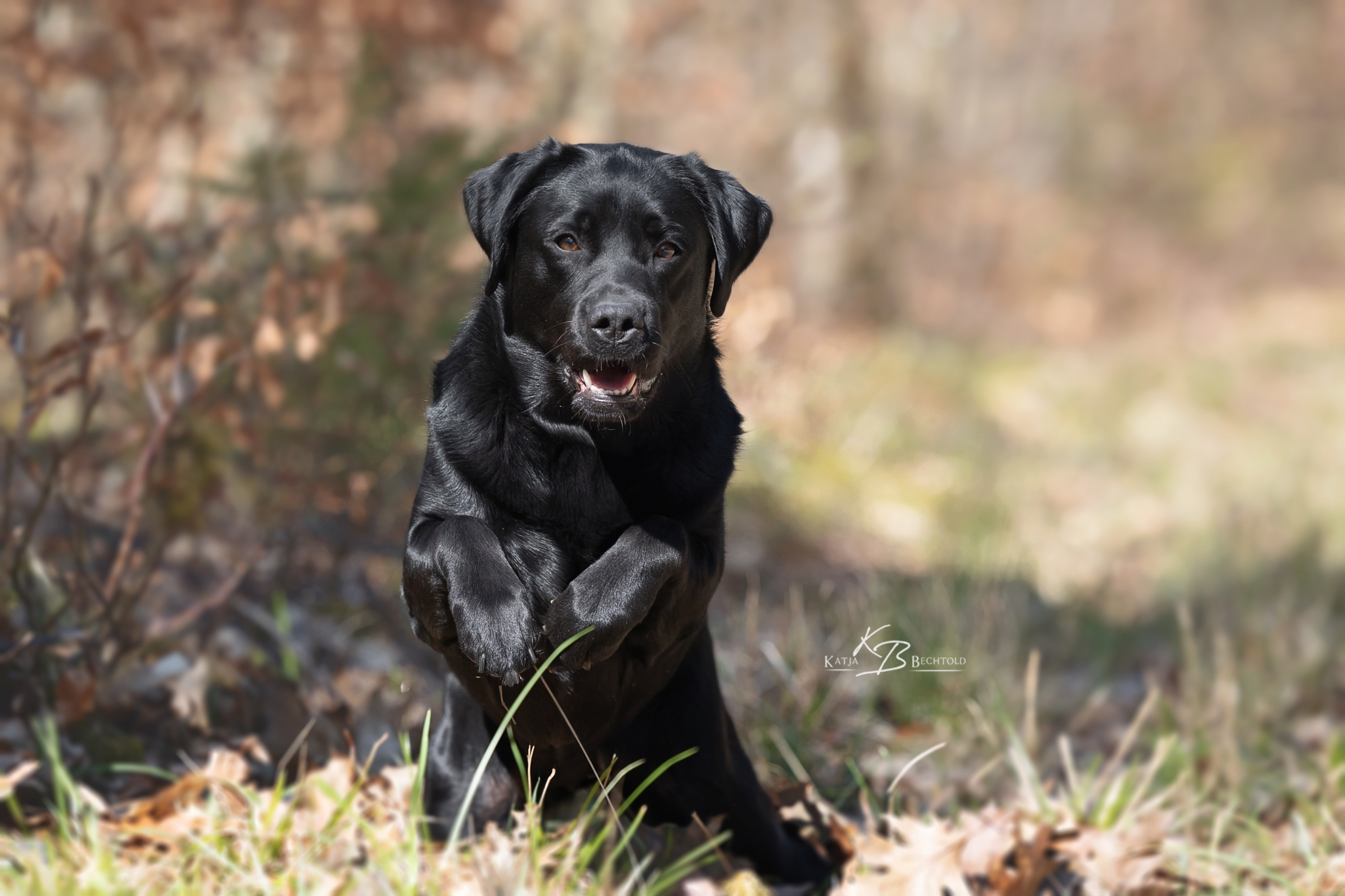 Absolute Classic Tinkerbell "Maja" (19 Monate alt)