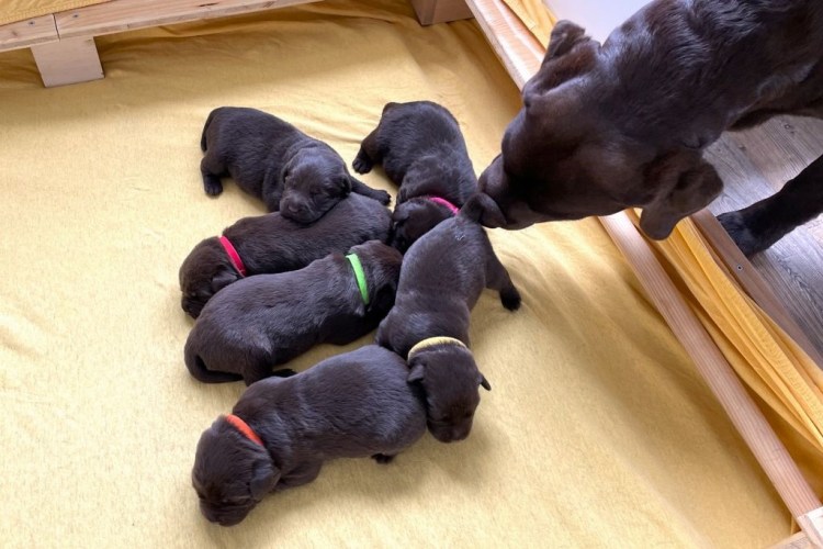 L-Wurf mit August bei Of Three&nbsp;Castaneas