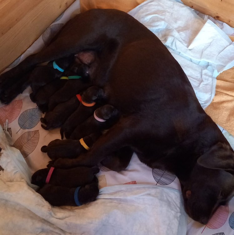 Gustl hat es wieder getan / Gustl did it&nbsp;again