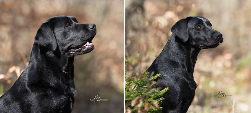 Absolute Classic Tinkerbell (l.) und Ulvy vom Gerretsfeld erhalten die Zuchtzulassung im DRC