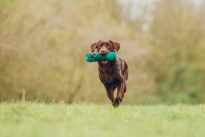 Gustl Tochter Happy Huntress