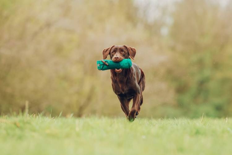 Drei Gustl Kinder erfolgreich / Three Gustl children&nbsp;successful