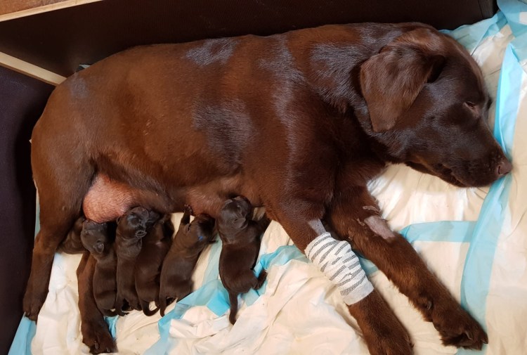 Nala + Gustl = 2R /&nbsp;4H