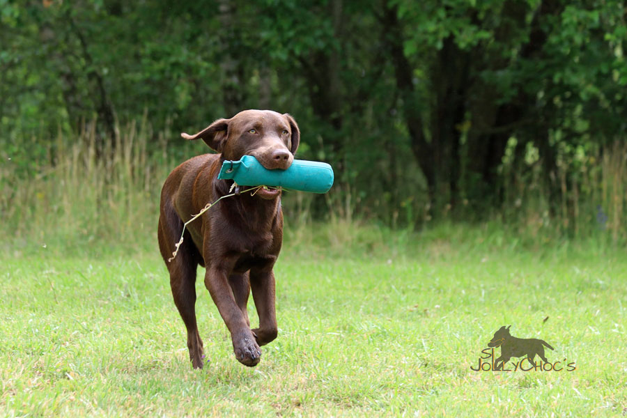 SL JollyChoc´s his name is Porter