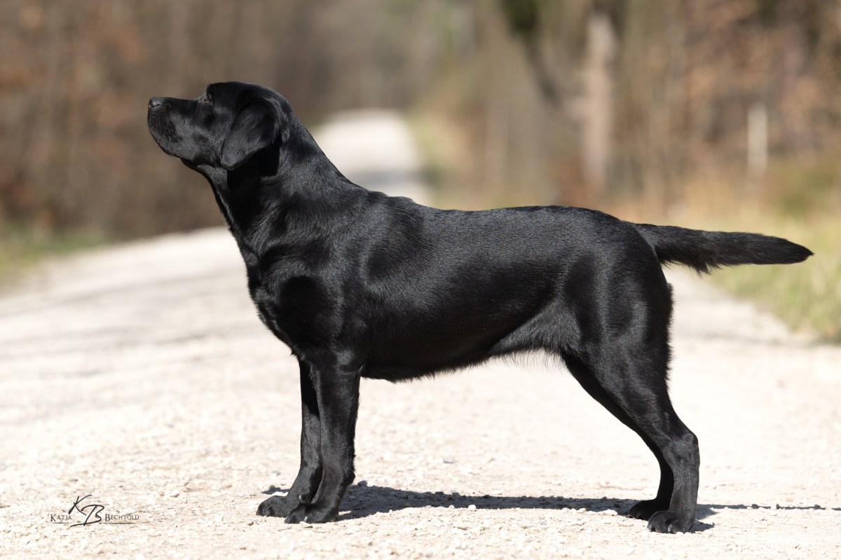 Der F-Wurf ist auf dem Weg – Maja ist&nbsp;tragend