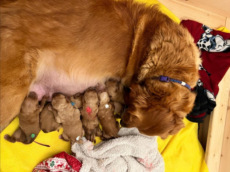 10 gesunde und muntere Phinegean Kinder (6H/4R)