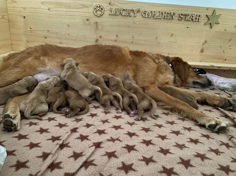 Phinegean zum dritten mal Vater / Phinegean father for the third&nbsp;time