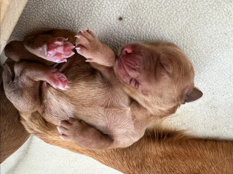 Phinegean Lynn Welpen