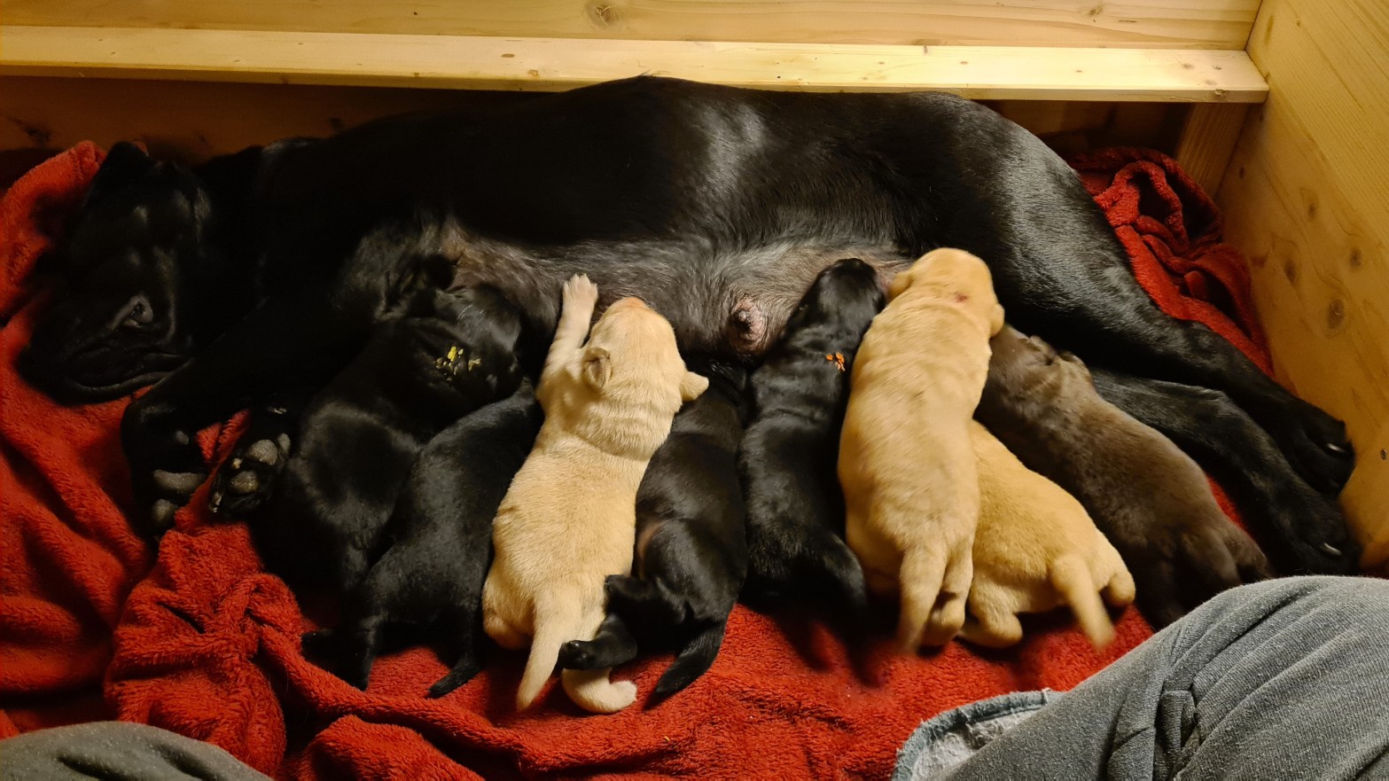 Flying Huntsman Labrador A-Wurf mittlerweile 11 Tage alt