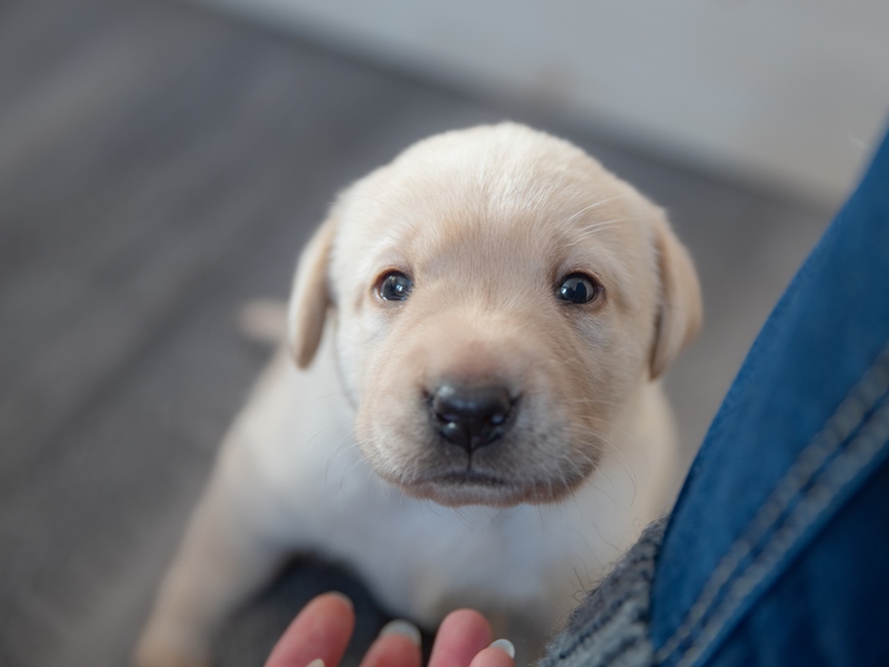 Herr Gelb - jetzt Aureus - schaut schon ganz tapfer in die Welt