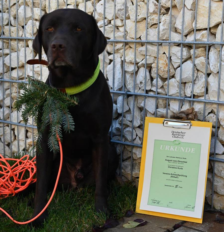 Suchensieger der Vereins-Schweißprüfung (R-SwP) in Aidhausen August „Gustl“ vom Ebrachtal