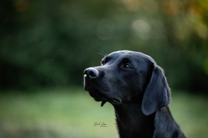 Kali vom Brennerberg