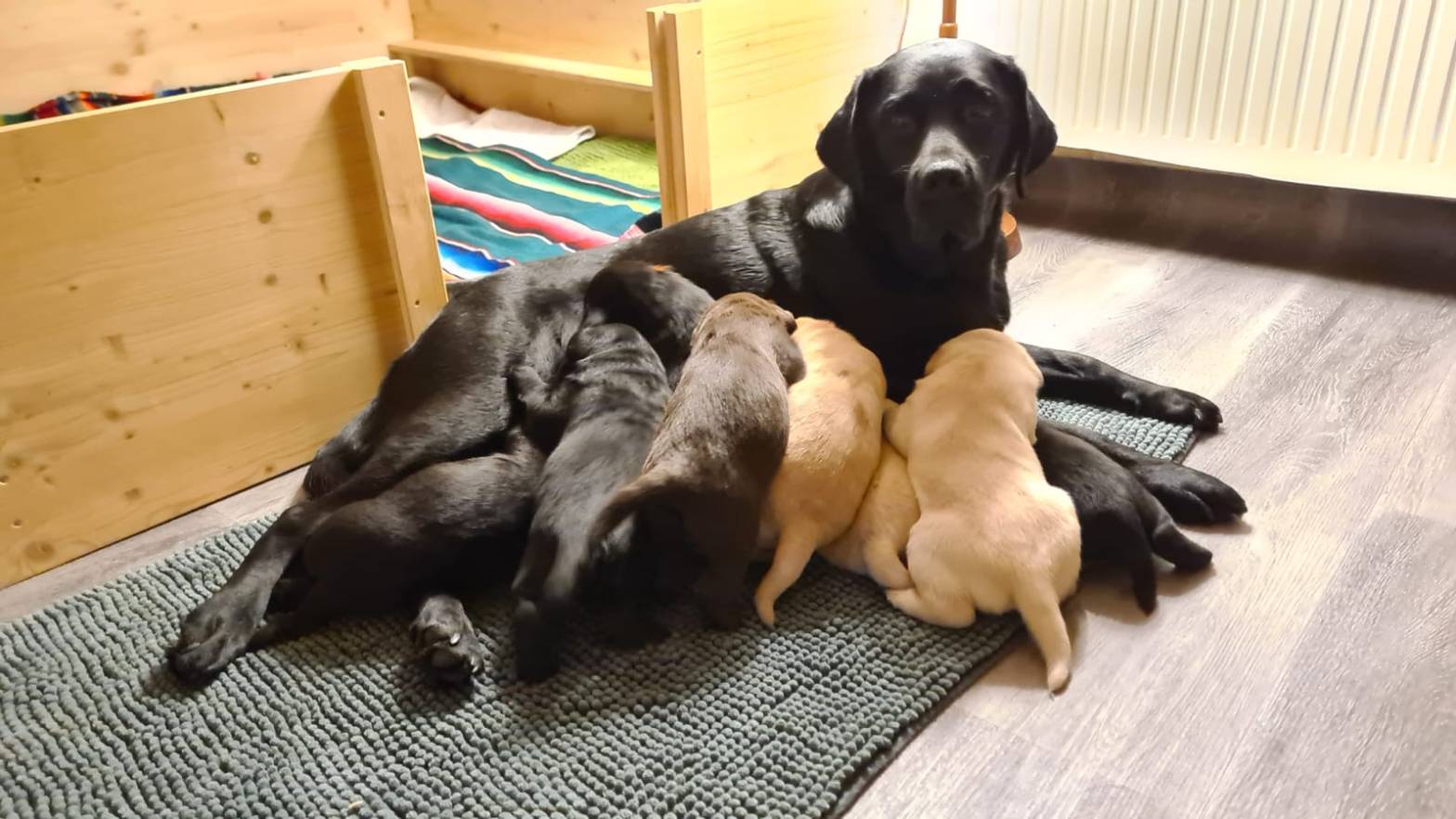 Der Flying Huntsman A-Wurf ist nun schon drei Wochen alt und alle entwickeln sich prächtig.