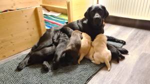 Der Flying Huntsman A-Wurf ist nun schon drei Wochen alt und alle entwickeln sich prächtig.