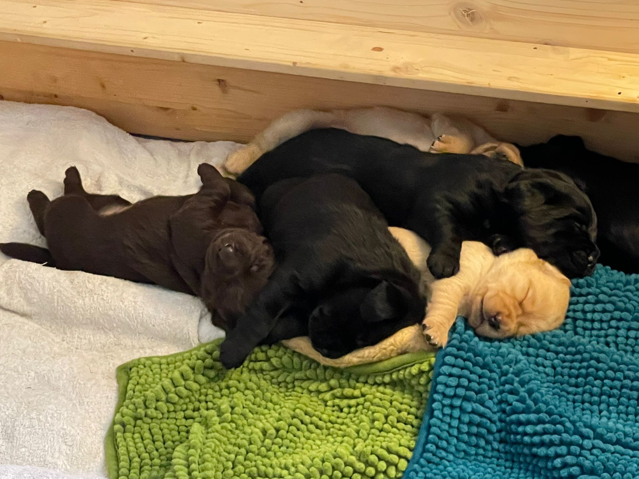 Der Flying Huntsman A-Wurf ist nun schon drei Wochen alt und alle entwickeln sich prächtig.