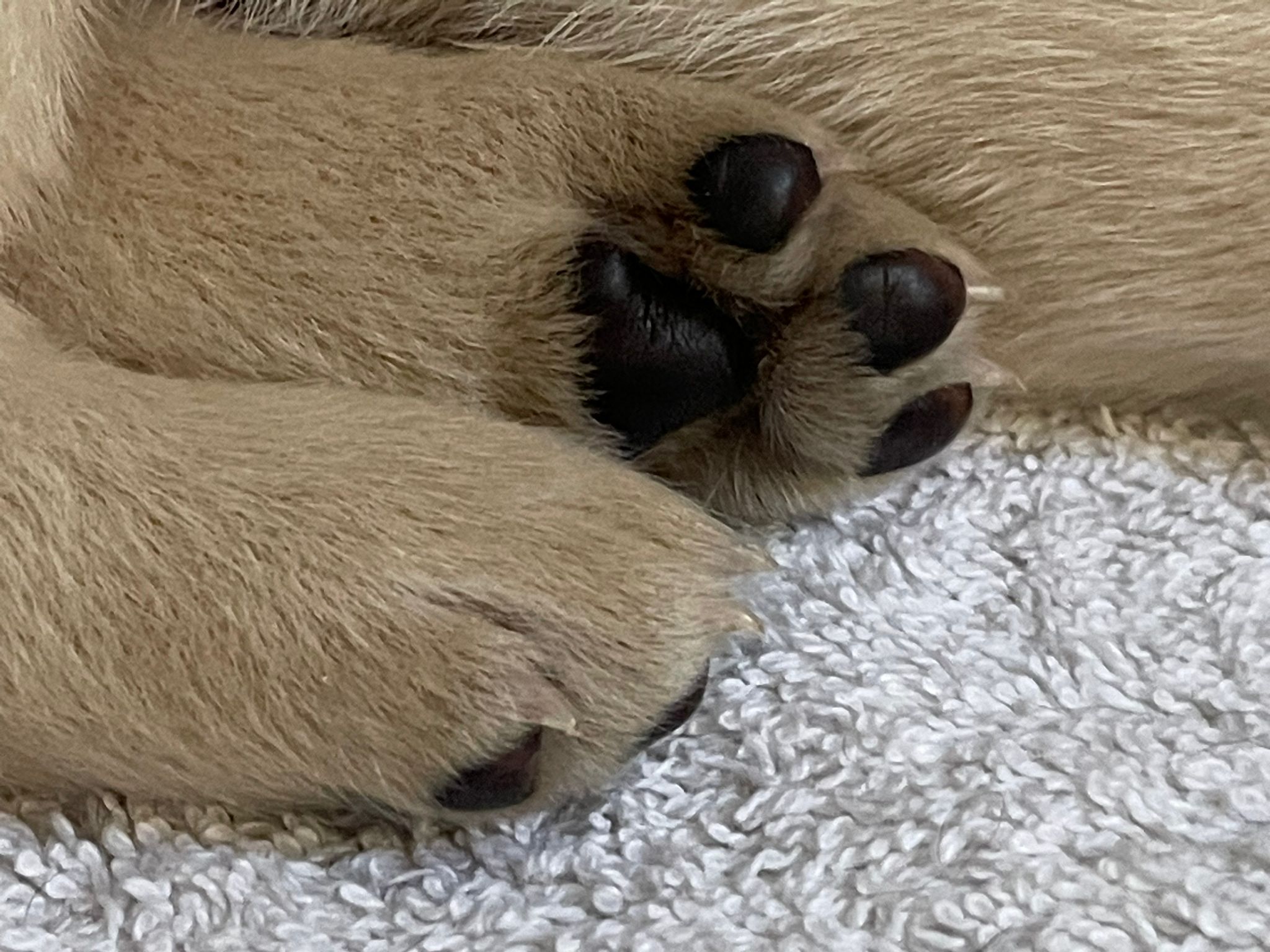 Der Flying Huntsman A-Wurf ist nun schon drei Wochen alt und alle entwickeln sich prächtig.