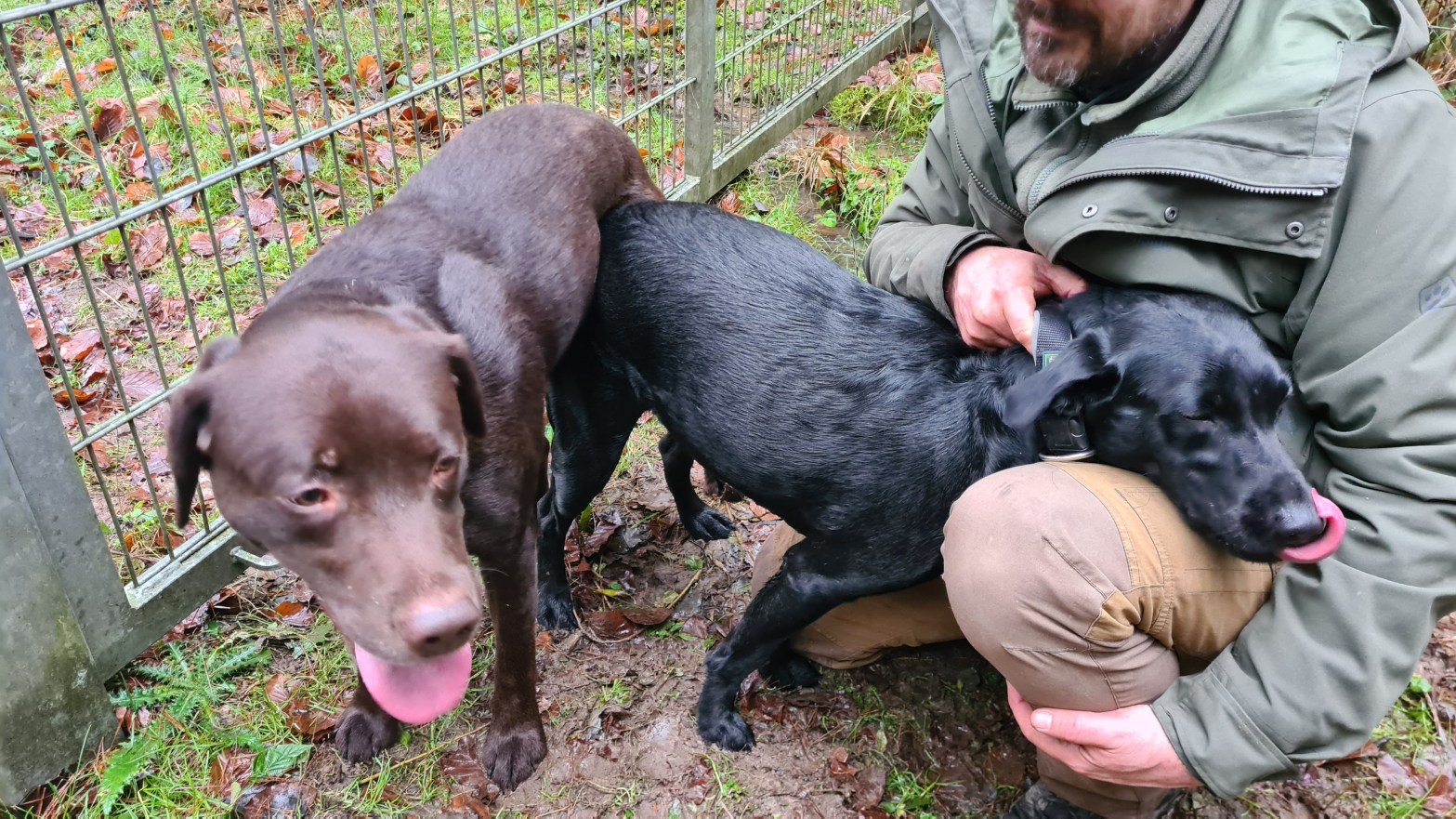 Der Labrador B-Wurf ist auf den Weg gebracht. Ulvy ist von Gustl am 06. und 07. Januar gedeckt worden