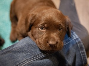 Flying Huntsman Labrador A-Wurf Abby