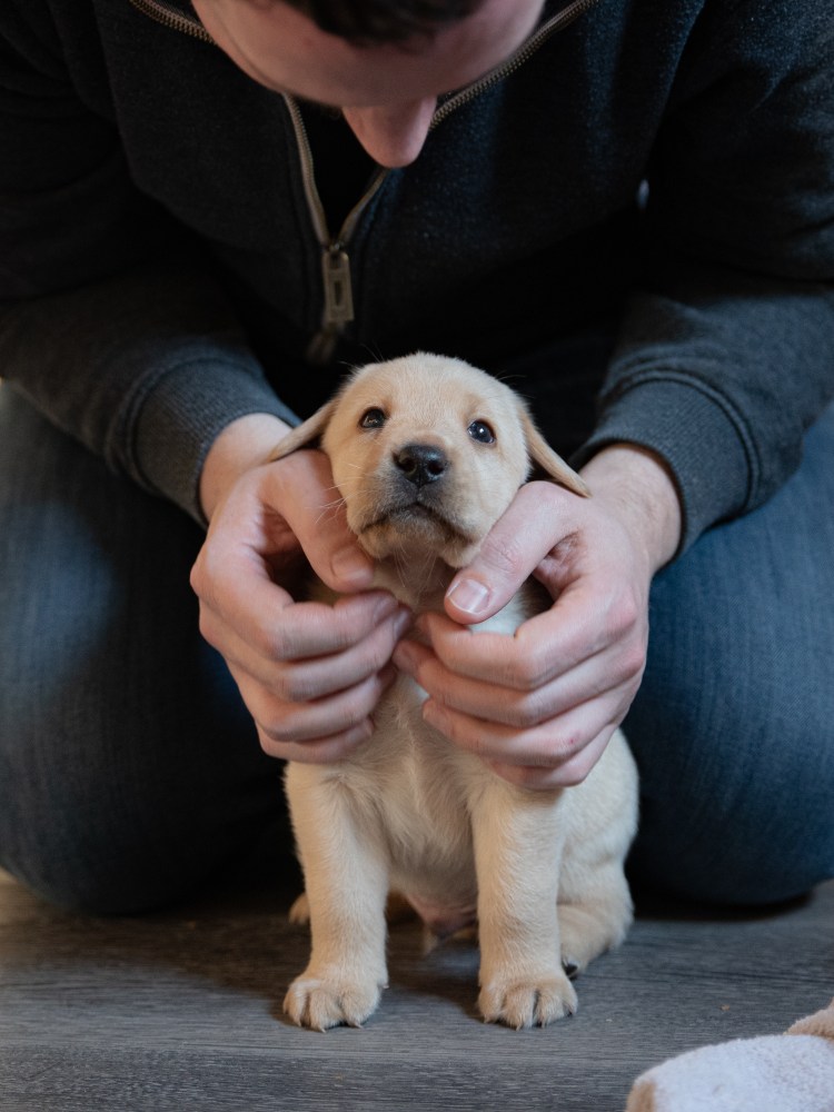 Flying Huntsman Labrador A-Wurf Aureus