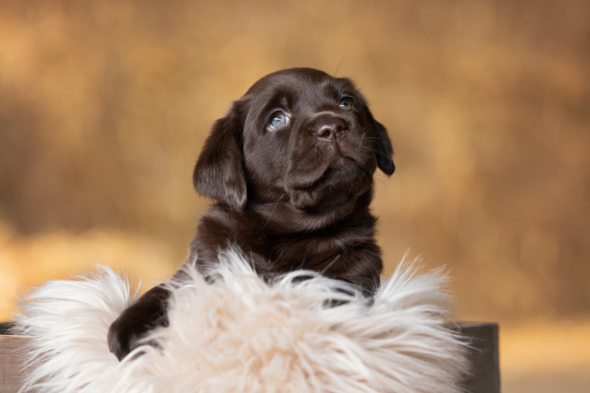 Flying Huntsman Labrador A-Wurf - Abby