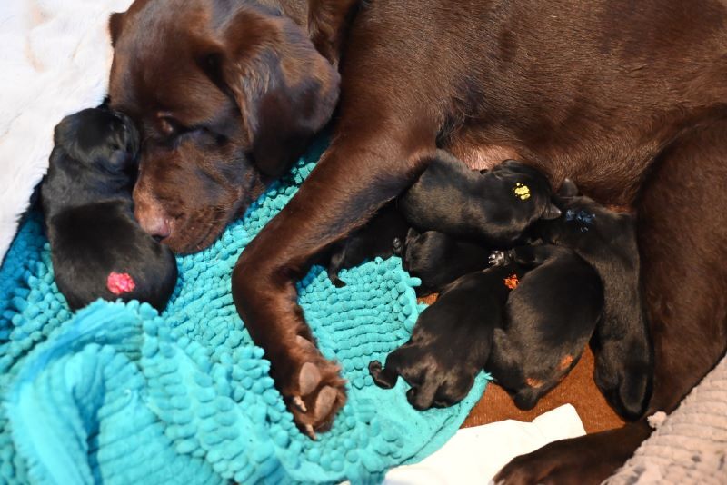 E-Wurf im Labrador Kennel "vom Ebrachtal" Büxe und Cobra Knight