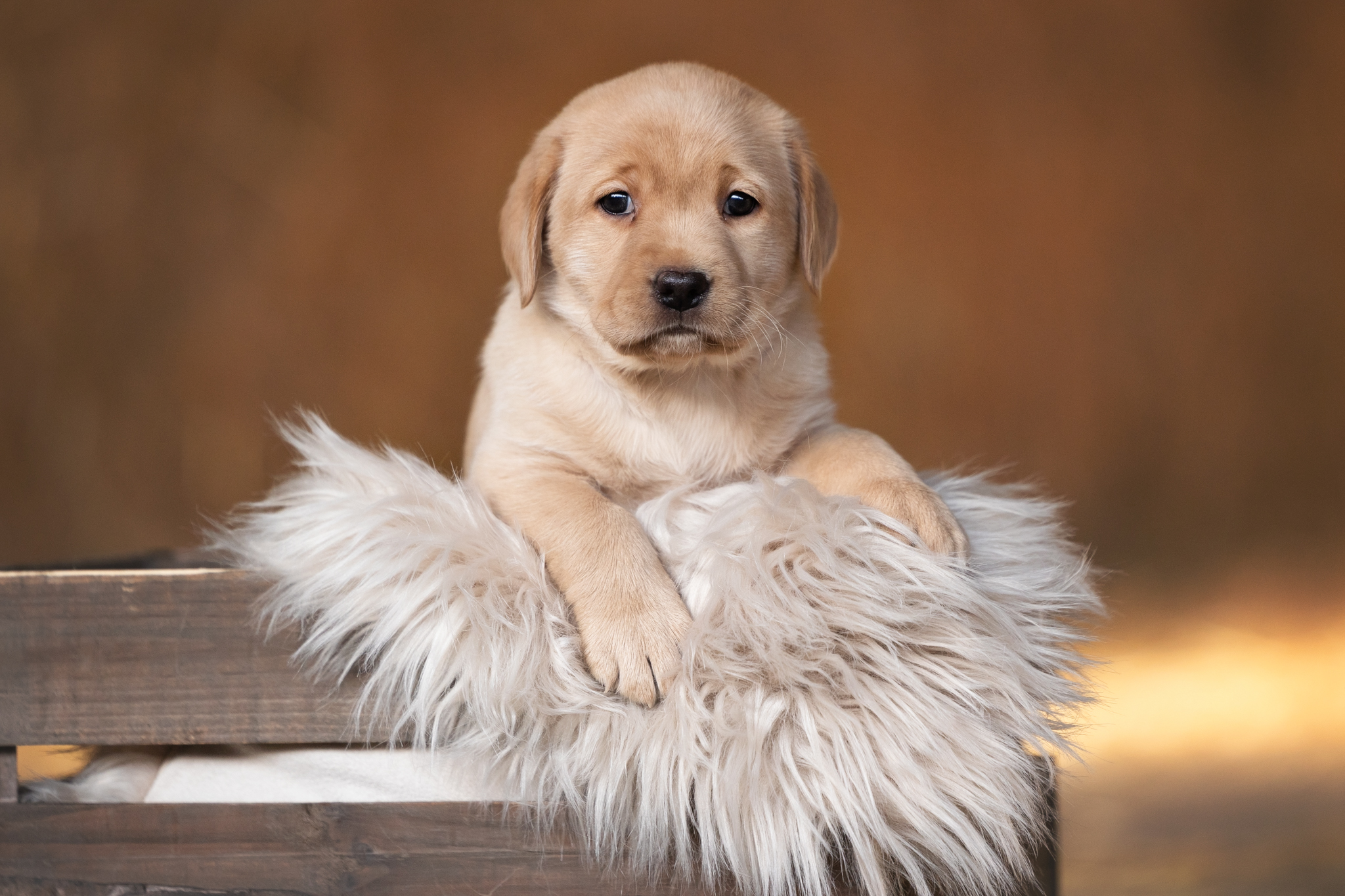 Flying Huntsman Labrador A-Wurf - Amy (K. Bechthold)