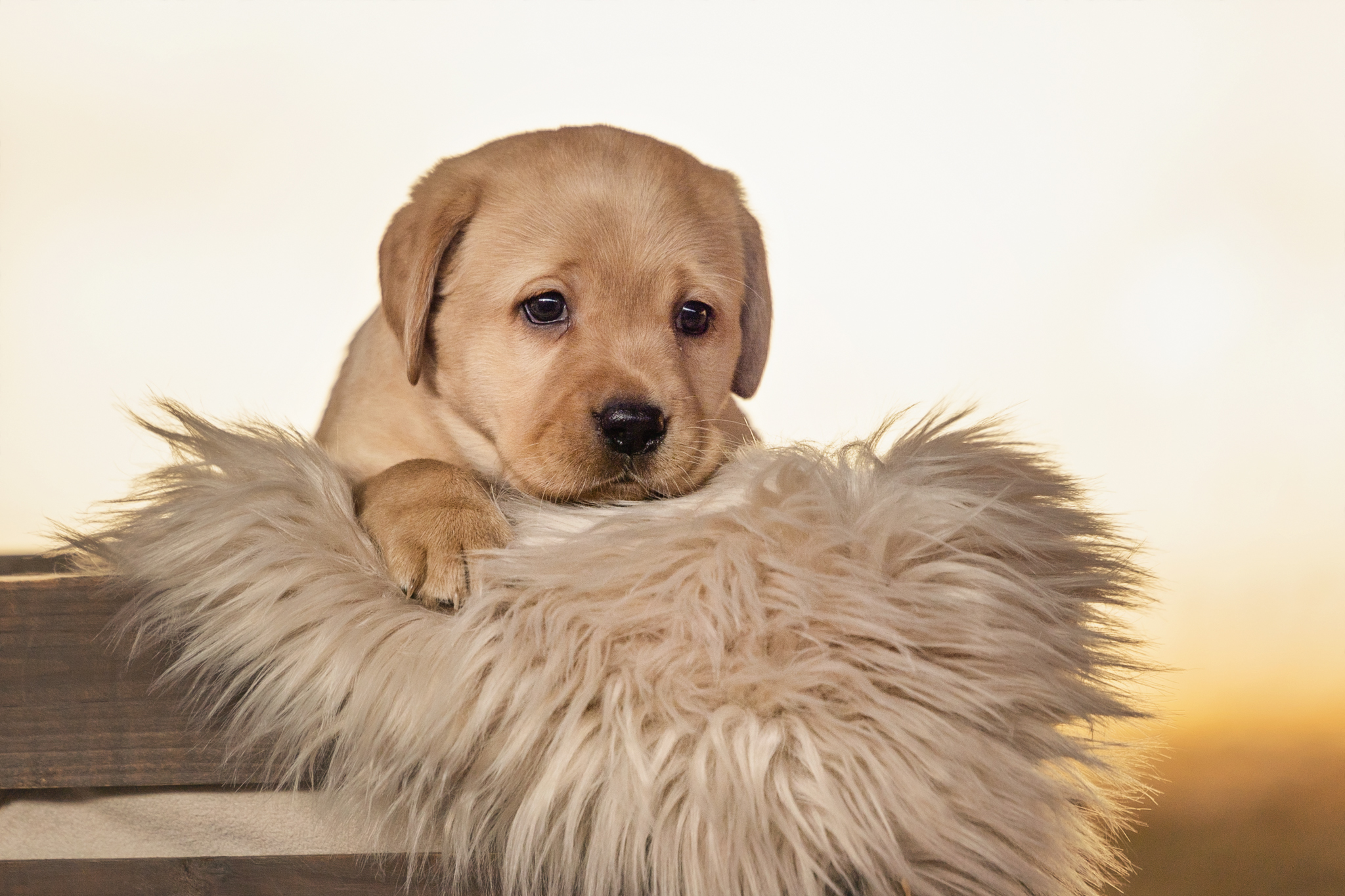 Flying Huntsman Labrador A-Wurf - Arthemis (K. Bechthold)