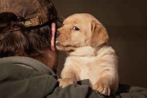 Flying Huntsman Labrador A-Wurf - Amy (K. Bechthold)