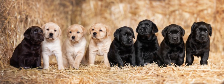 Der Flying Huntsman A-Wurf