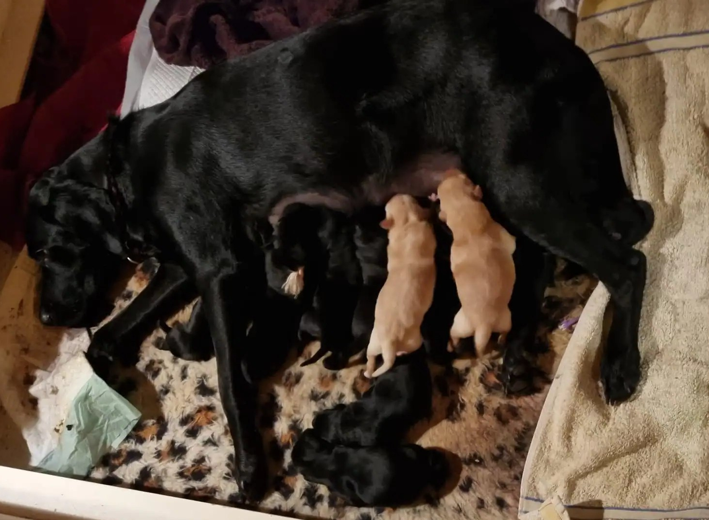 Der A-Wurf "von der Drachenhexe" ist gefallen