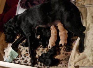 Der A-Wurf "von der Drachenhexe" ist gefallen