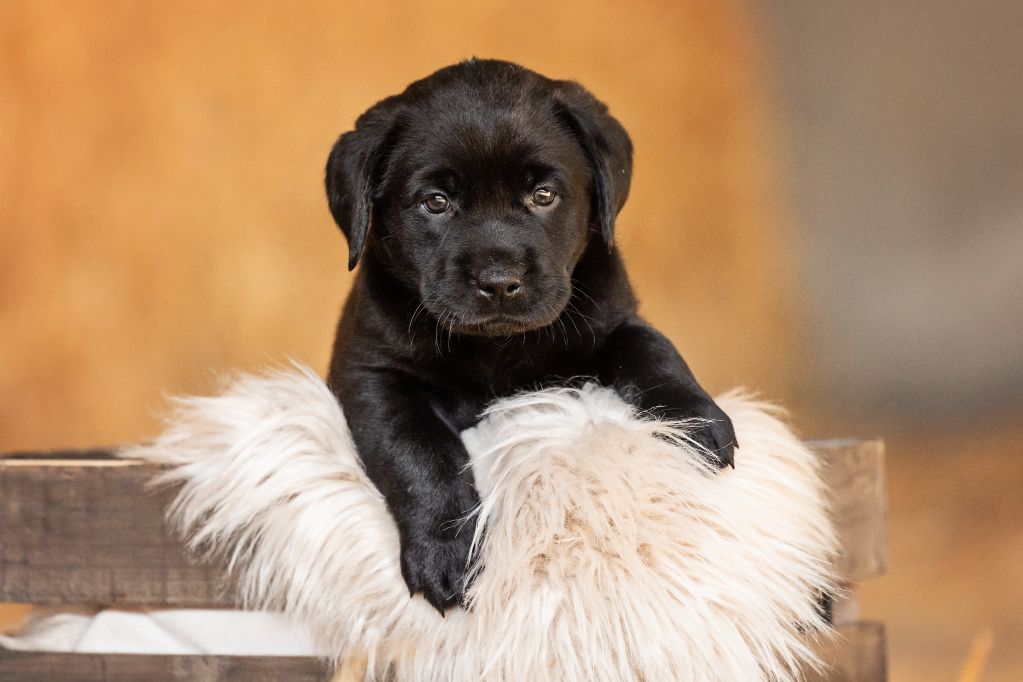 Flying Huntsman Labrador A-Wurf - Aimée (K. Bechthold)