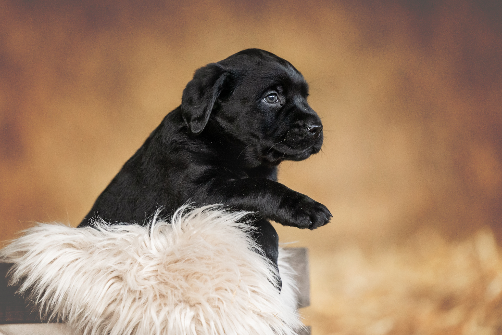 Flying Huntsman Labrador A-Wurf - Arthos (K. Bechthold)