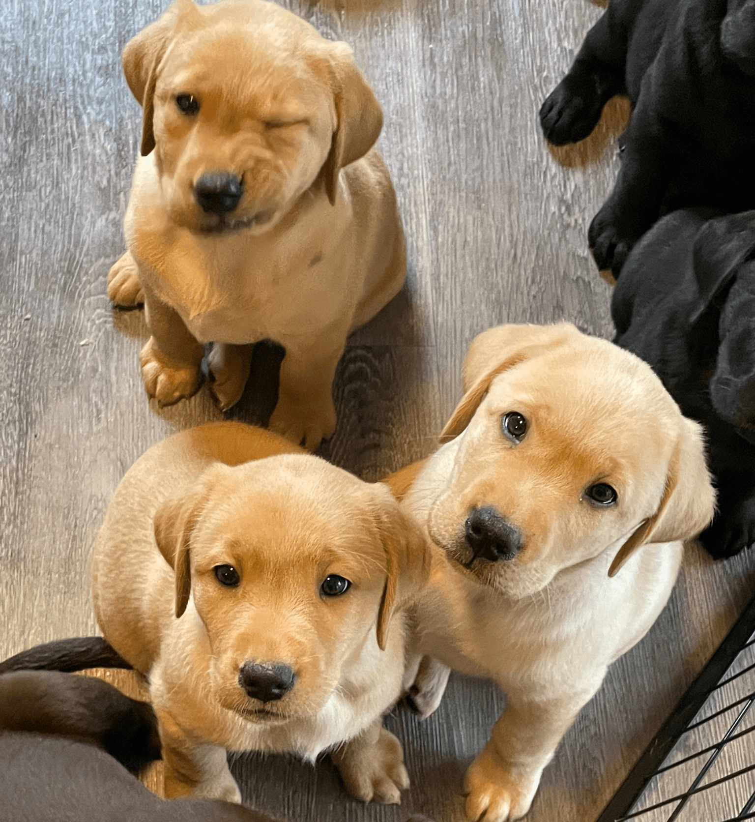 Uns sitzt jetzt schon der Schalk im Nacken - wie wird das erst wenn wir Groß sind - grins