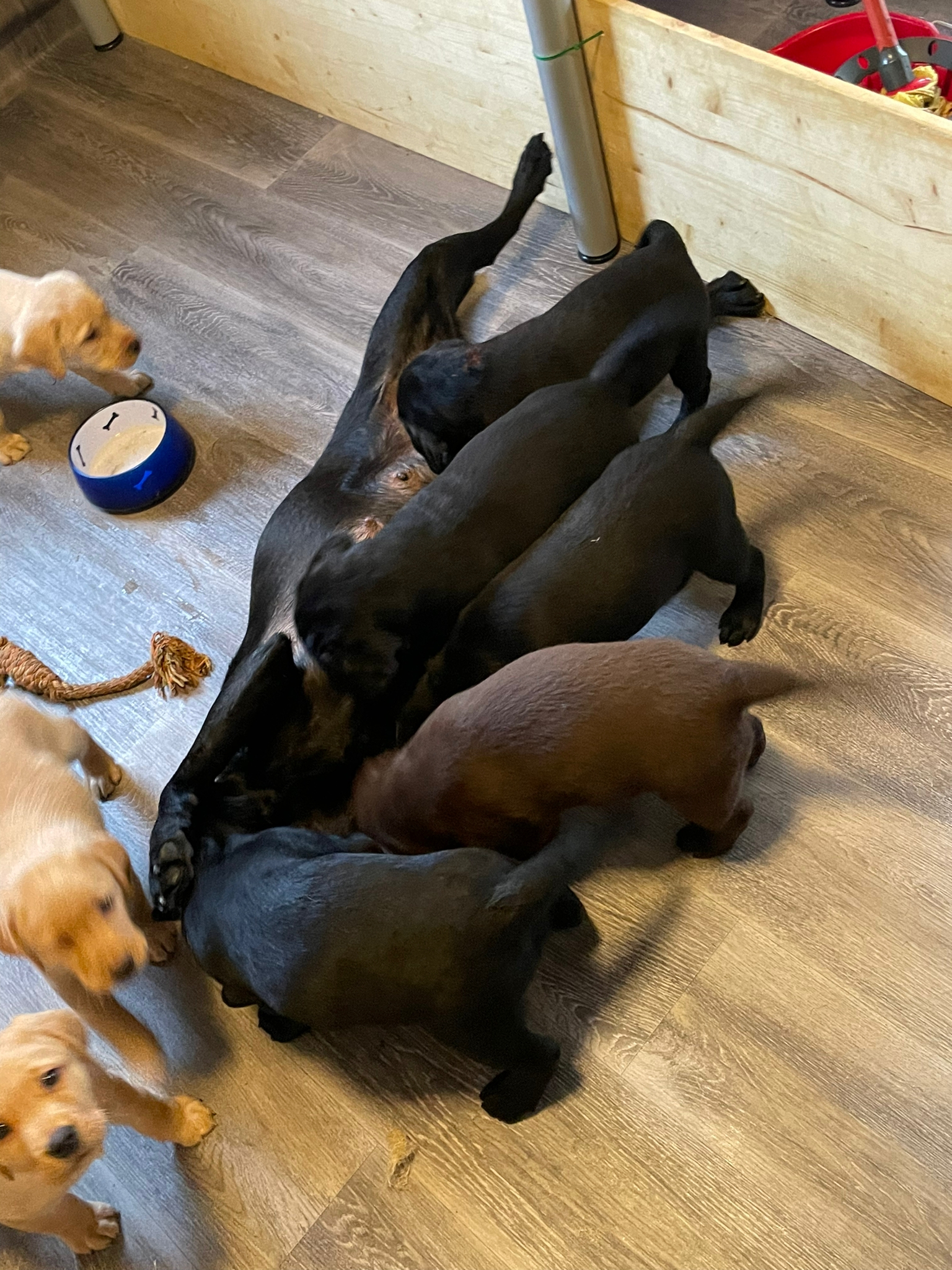 Selbst Maja ist noch einmal so richtig in Spiellaune - es ist so herzig das zu sehen