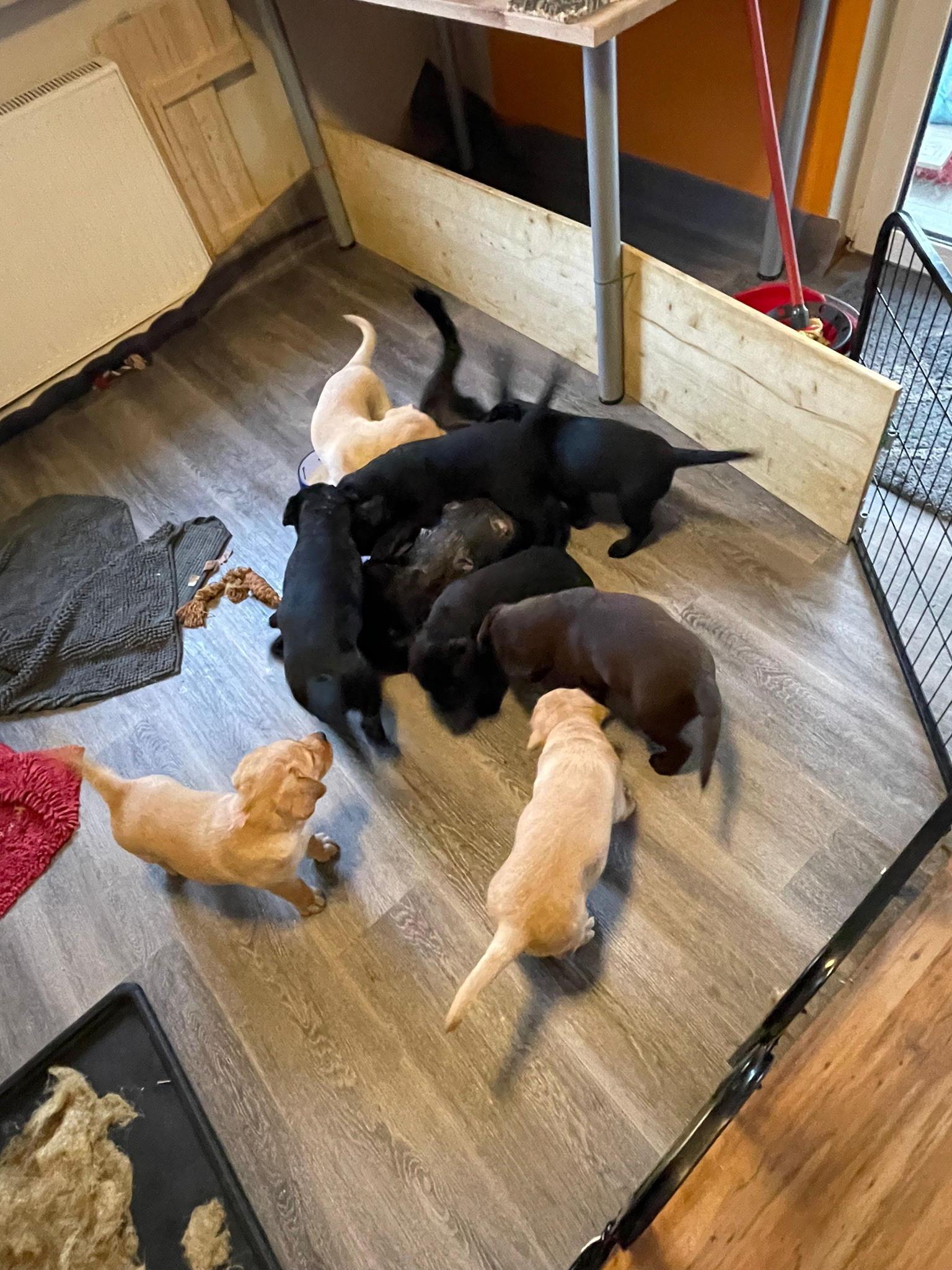 Selbst Maja ist noch einmal so richtig in Spiellaune - es ist so herzig das zu sehen