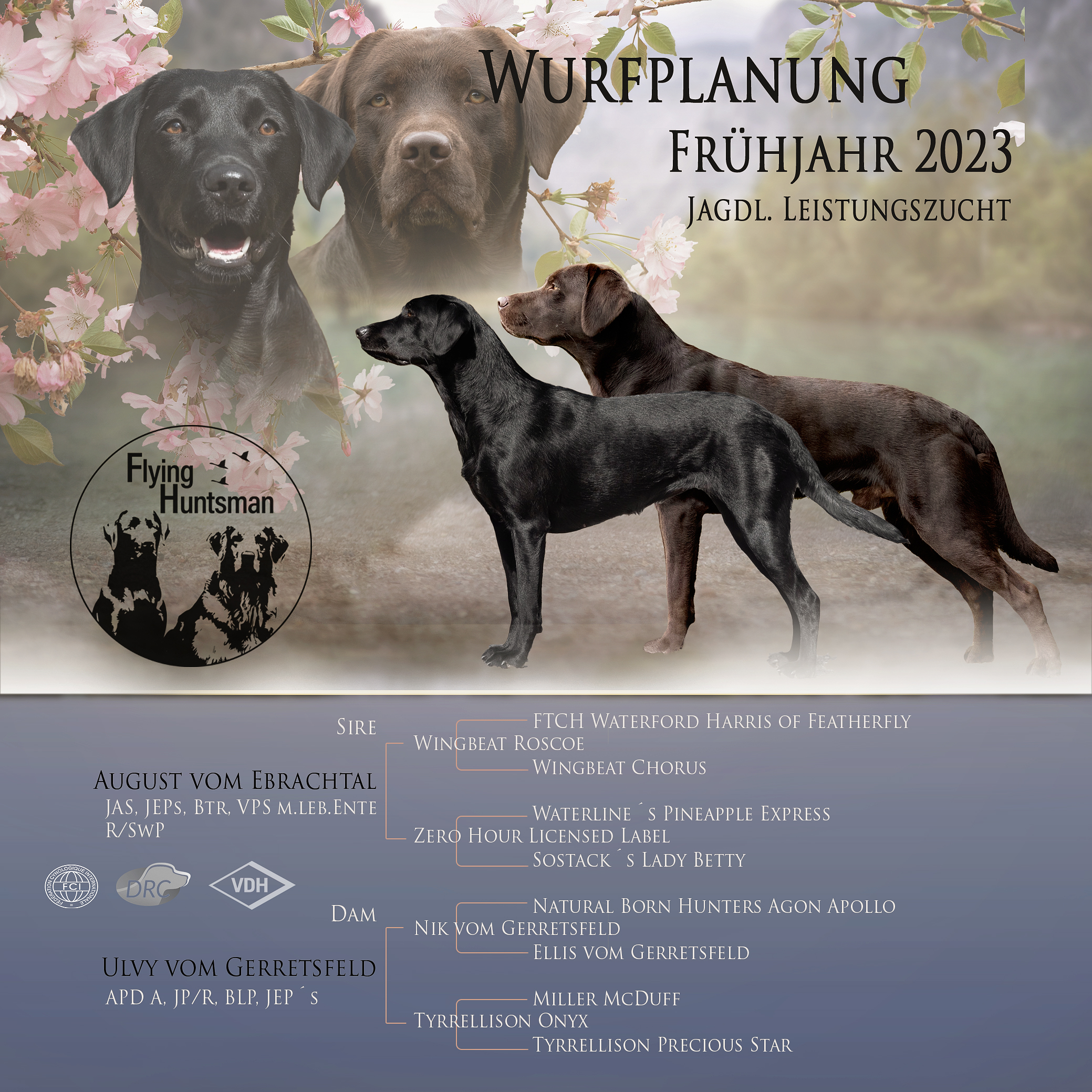 Ulvy ist tragend - Wurftag: um den 10. März 2023, Abgabe der Welpen: um den 05. Mai 2023