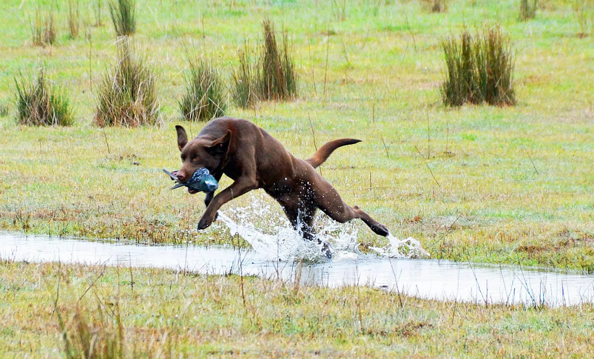 Wing Magic‘s Santa Fe „Jake”