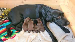 Flying Huntsman Labrador B-Wurf