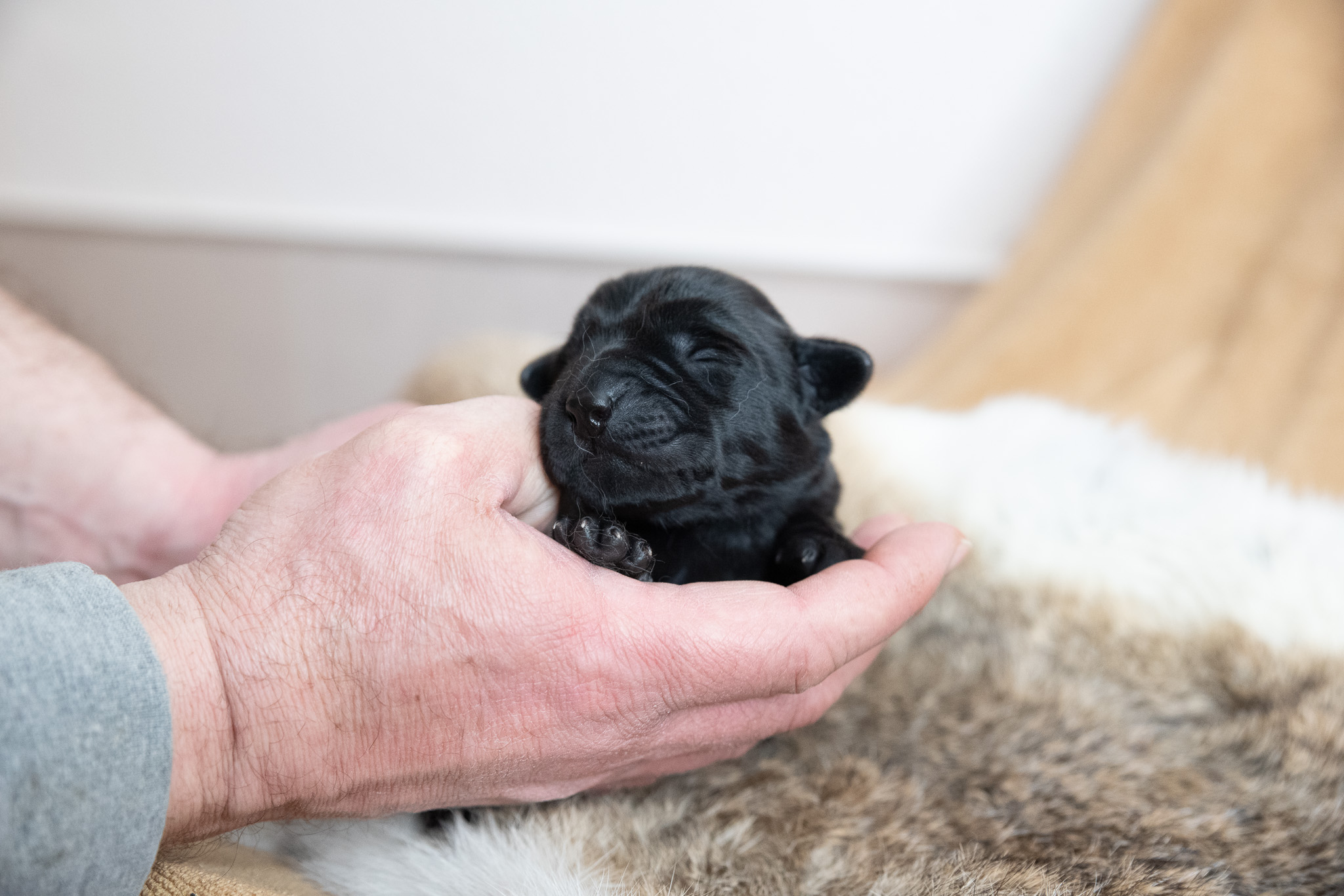 Flying Huntsman Labrador B-Wurf