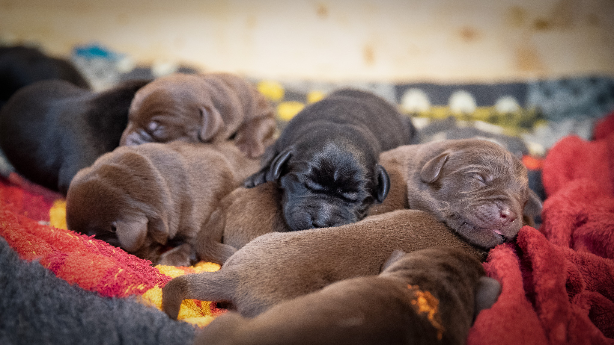 Flying Huntsman Labrador B-Wurf