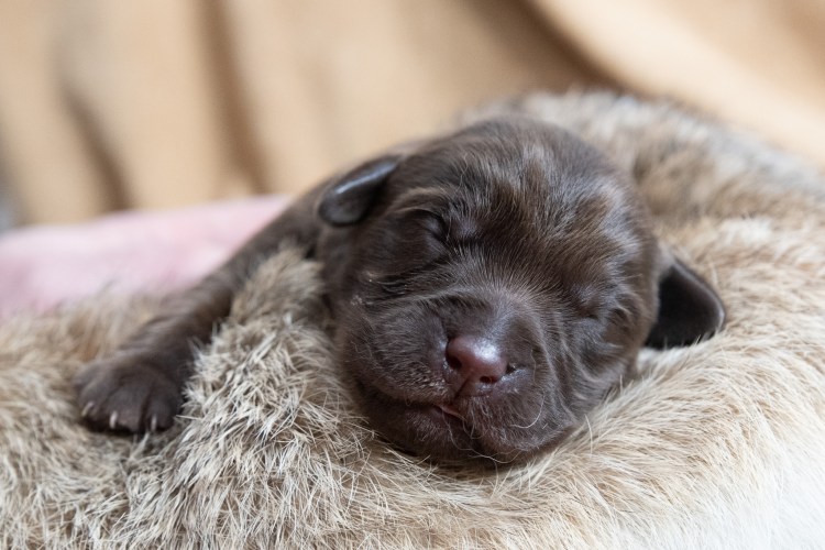 Flying Huntsman Labrador B-Wurf