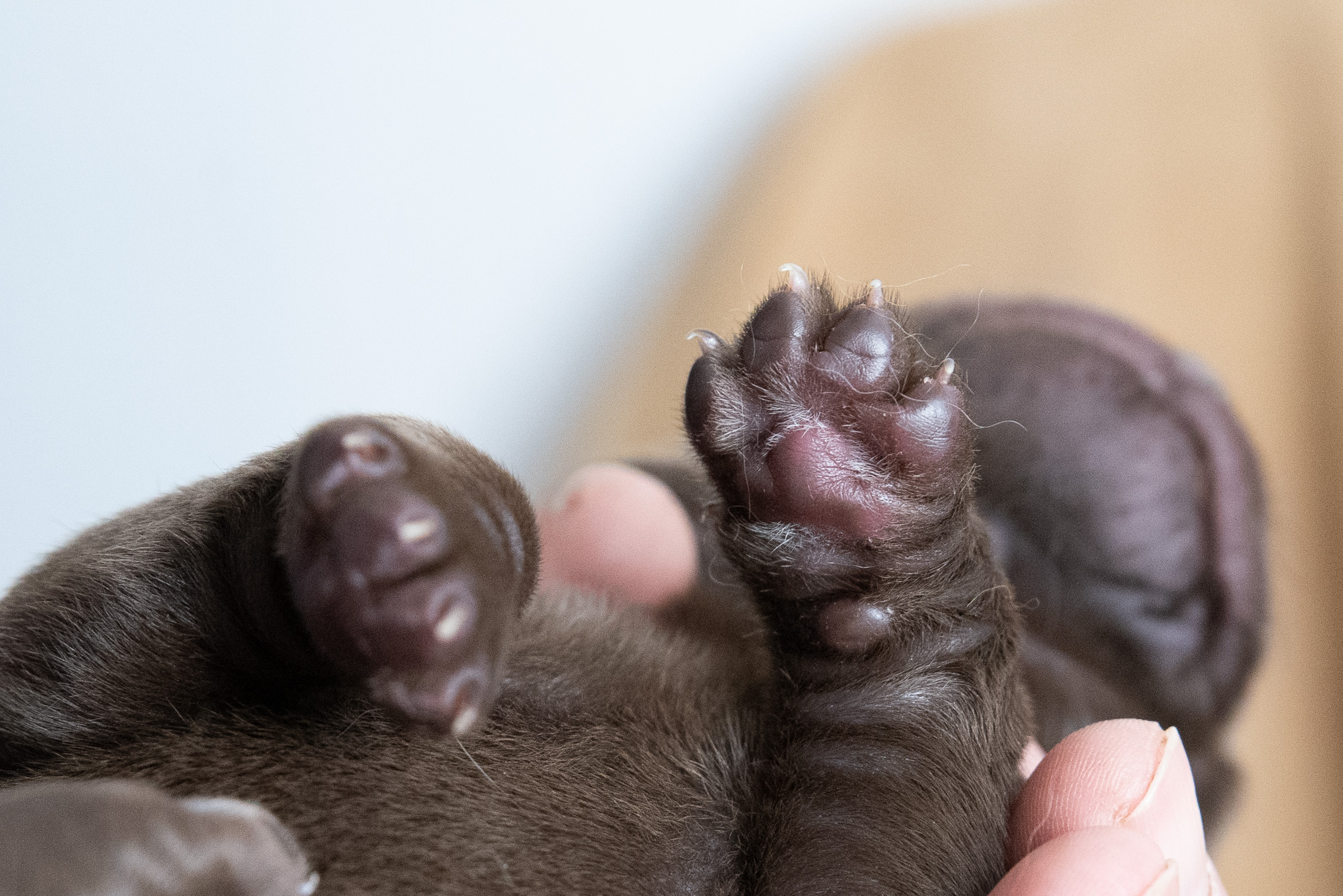 Flying Huntsman Labrador B-Wurf