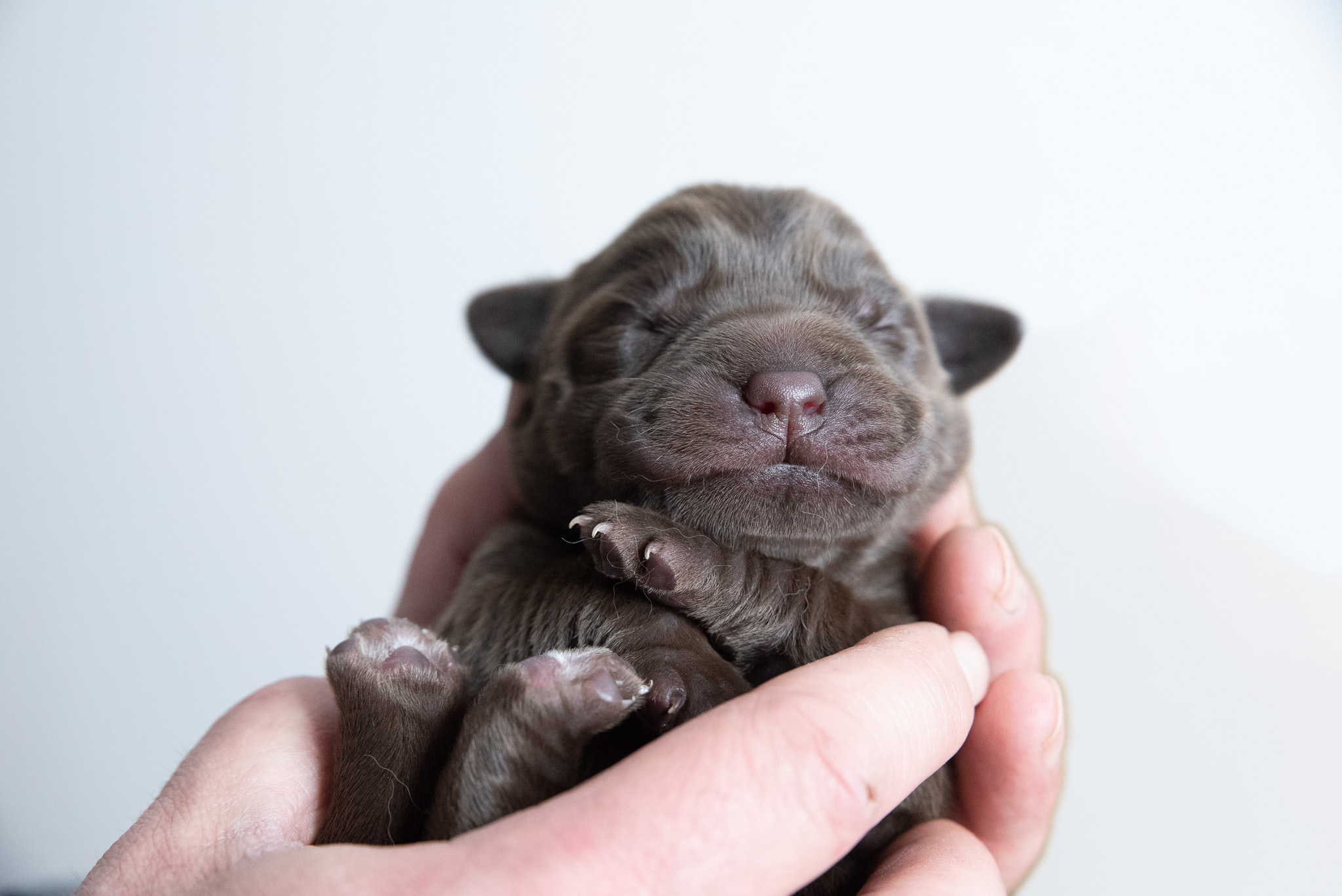 Flying Huntsman Labrador B-Wurf