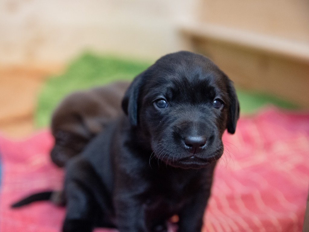 Flying Huntsman Labrador B-Wurf - Einfach mal was hübsches, liebes, knuddeligges
