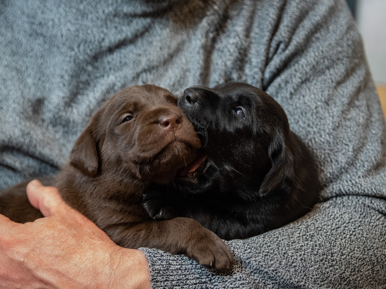 Flying Huntsman Labrador B-Wurf - Einfach mal was hübsches, liebes, knuddeligges